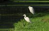 Little Egret