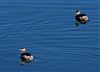 Black-necked Grebe