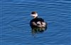 Black-necked Grebe