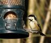 Coal Tit