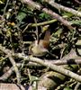 Blackcap