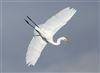 Great White Egret