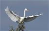 Great White Egret