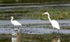 Great White Egret