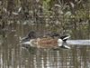 Shoveler