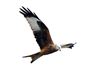 Red Kite