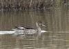 Pintail