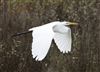 Great White Egret