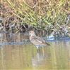 Dunlin