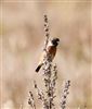 Stonechat