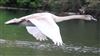 Mute Swan