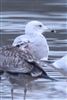 Caspian Gull