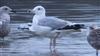 Caspian Gull