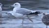 Caspian Gull