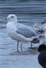 Caspian Gull