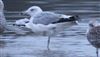 Caspian Gull