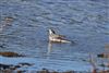 Pied Wagtail