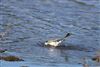 Pied Wagtail