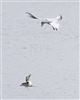 Great Crested Grebe