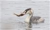 Great Crested Grebe