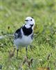 Pied Wagtail