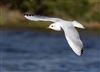 Black-headed Gull