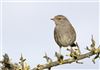 Dunnock