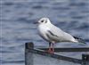 Black-headed Gull