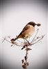 Stonechat