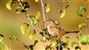 Dartford Warbler