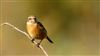 Stonechat