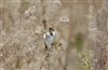 Reed Bunting