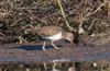 Common Sandpiper