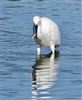 Little Egret