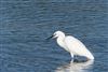 Little Egret