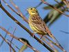 Yellowhammer