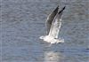 Lesser Black-backed Gull