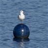 Black-headed Gull