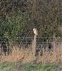 Barn Owl