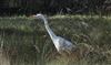 Great White Egret