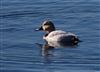 Pochard