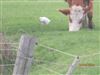 Cattle Egret