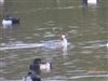 Smew