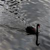 Black Swan