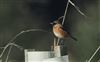 Stonechat