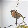 Stonechat