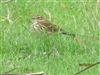 Meadow Pipit