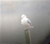 Common Gull