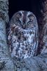 Tawny Owl