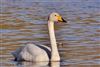 Whooper Swan